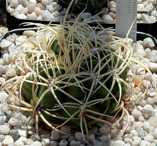 Gymnocalycium_monvillei